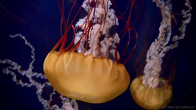 streamy test11 online show from March 2025 08:31:01 AM