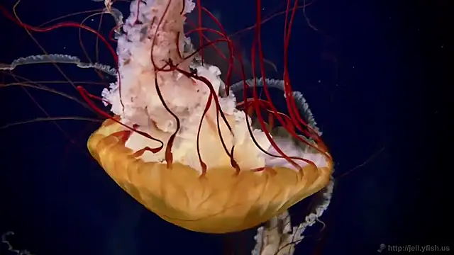 streamy test11 online show from September 2025 11:21:02 AM