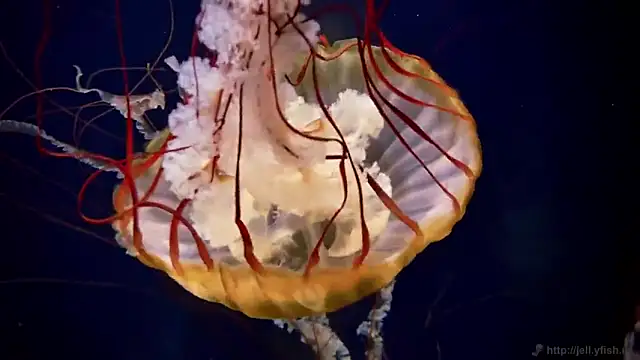 streamy test11 online show from October 2025 12:57:02 PM