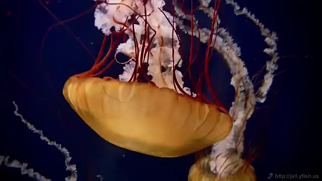 streamy test11 online show from December 2025 09:35:02 AM