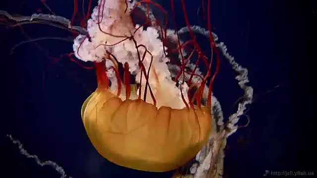 streamy test12 online show from December 2024 08:09:02 AM