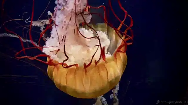 streamy test12 online show from December 2024 08:11:01 AM