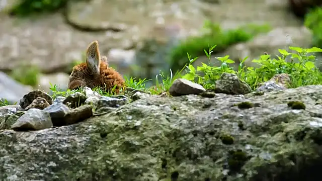 streamy test12 online show from December 2024 08:18:02 AM