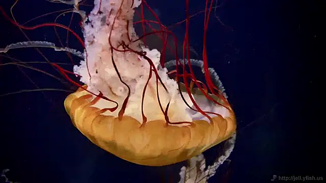 streamy test12 online show from January 2025 08:20:02 AM