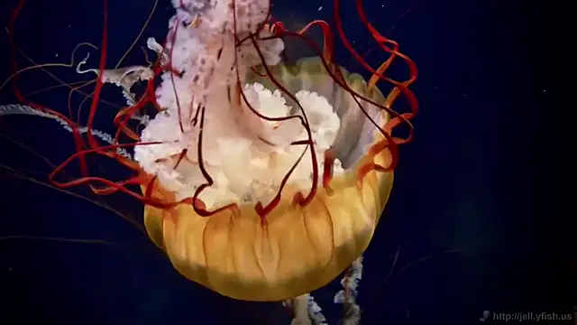 streamy test12 online show from September 2025 05:21:01 AM