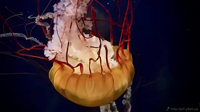 streamy test12 online show from December 2025 02:48:01 PM