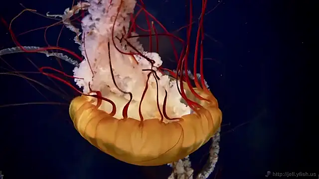 streamy test12 online show from February 2026 04:25:01 PM