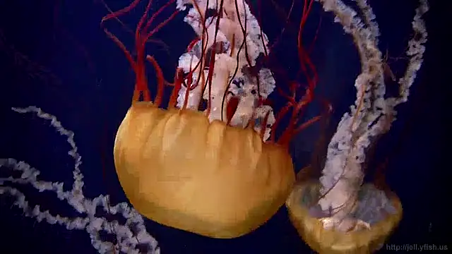 Snapshot of streamy_test13 chatting on December 2024 08:09:01 AM streamy test13 online show from December 2024 08:09:01 AM