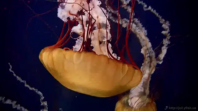 Snapshot of streamy_test13 chatting on December 2024 08:09:02 AM streamy test13 online show from December 2024 08:09:02 AM