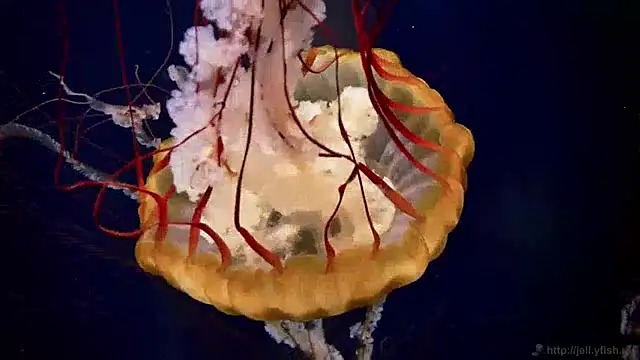 Snapshot of streamy_test13 chatting on January 2025 08:14:02 AM streamy test13 online show from January 2025 08:14:02 AM