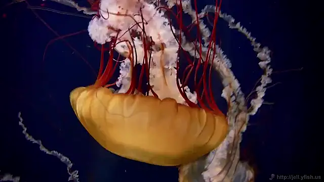 Snapshot of streamy_test13 chatting on February 2025 08:13:02 AM streamy test13 online show from February 2025 08:13:02 AM