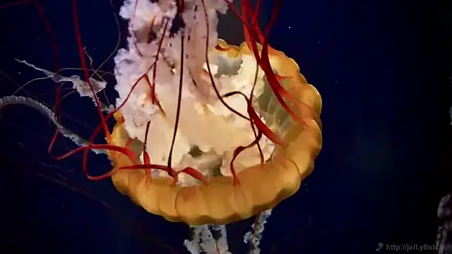 Snapshot of streamy_test13 chatting on March 2025 08:10:01 AM streamy test13 online show from March 2025 08:10:01 AM