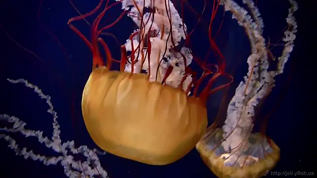 Snapshot of streamy_test13 chatting on March 2025 08:17:01 AM streamy test13 online show from March 2025 08:17:01 AM