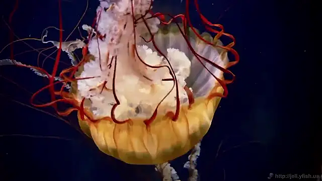 Snapshot of streamy_test15 chatting on November 2025 11:53:01 AM streamy test15 online show from November 2025 11:53:01 AM