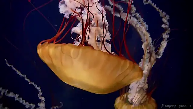 Snapshot of streamy_test15 chatting on December 2025 03:10:01 PM streamy test15 online show from December 2025 03:10:01 PM