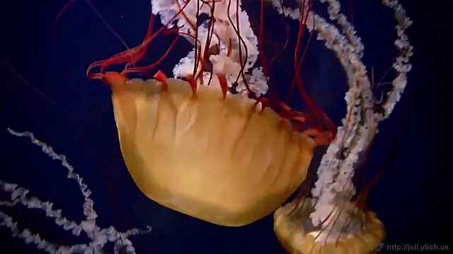 Snapshot of streamy_test15 chatting on December 2025 10:20:02 AM streamy test15 online show from December 2025 10:20:02 AM