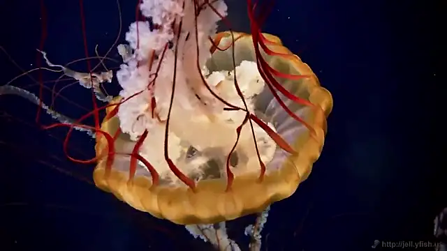 streamy test15 online show from February 2026 05:00:01 PM