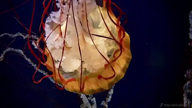 streamy test15 online show from March 2026 10:08:01 AM