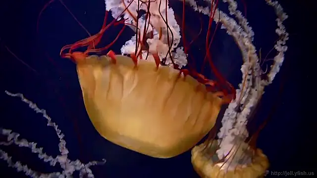 streamy test15 online show from March 2026 11:05:02 AM