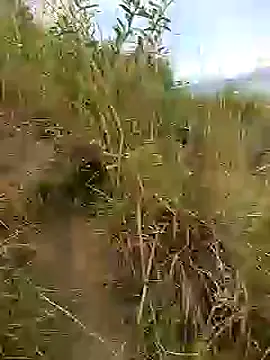 Snapshot of brigitht chatting on January 2025 12:59:01 PM brigitht online show from January 2025 12:59:01 PM