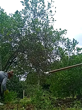 natally ross21 online show from February 2025 12:50:01 PM