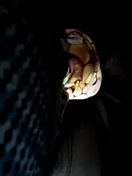 Policeman20742 online show from March 2025 05:16:02 PM