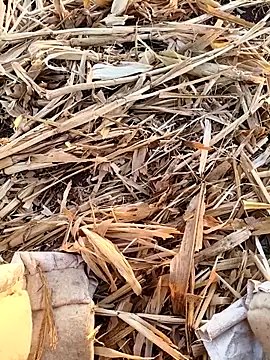 murokkk31 online show from September 2025 03:18:02 AM