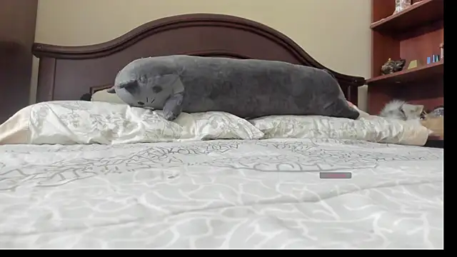 linnie  online show from February 2026 02:32:01 AM