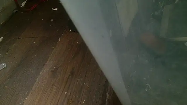 Gigadickman online show from February 2025 04:31:01 AM