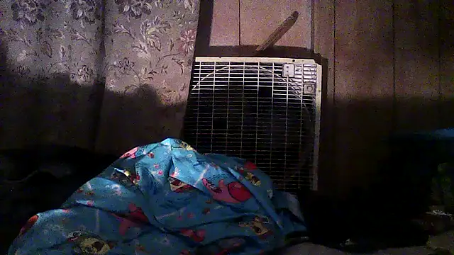 Snapshot of luke_thighwalker2469 chatting on December 2025 02:50:02 AM luke thighwalker2469 online show from December 2025 02:50:02 AM