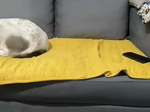 Snapshot of 4small4inchlol chatting on February 2025 01:54:02 PM 4small4inchlol online show from February 2025 01:54:02 PM