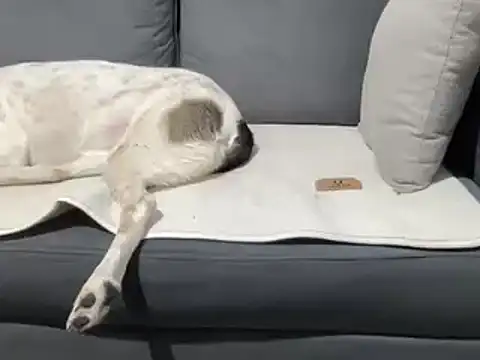 Snapshot of 4small4inchlol chatting on March 2025 07:35:02 PM 4small4inchlol online show from March 2025 07:35:02 PM