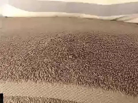 mikellwilliams10 online show from March 2025 08:53:01 PM