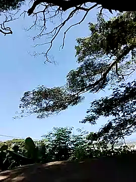 Chocolate factory man online show from January 2025 11:43:01 AM