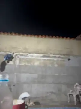 Leo bunny hot online show from February 2026 02:02:02 AM