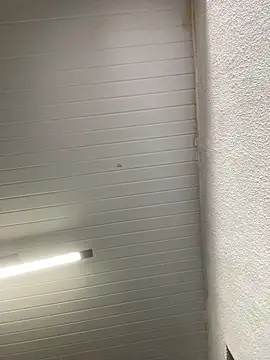 Snapshot of luara1988 chatting on October 2025 10:58:02 AM luara1988 online show from October 2025 10:58:02 AM