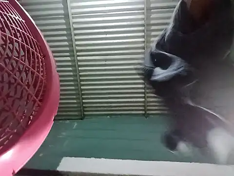 Snapshot of Rpra chatting on March 2025 11:10:02 AM Rpra online show from March 2025 11:10:02 AM