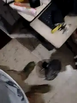 alejo5288 online show from November 2025 03:07:01 AM