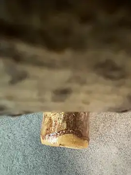 fuocovivo4 online show from January 2025 11:11:02 AM