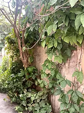 twinks 28 online show from January 2026 08:36:01 PM