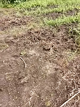 himvilohi08 online show from October 2025 05:35:02 AM