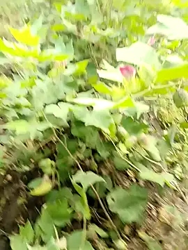 himvilohi08 online show from October 2025 03:40:01 AM