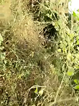 himvilohi08 online show from January 2026 04:15:01 AM