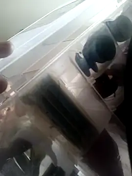 Isabella5 Brown  online show from October 2025 02:36:01 PM