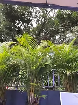 Snapshot of AmberAngelXXX chatting on November 2025 10:31:01 PM AmberAngelXXX online show from November 2025 10:31:01 PM