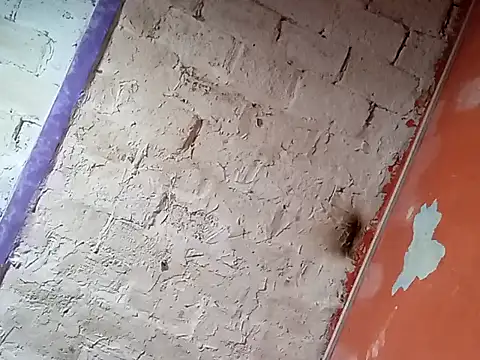 Snapshot of Hay-Viene-El-Huyy chatting on September 2025 11:55:01 AM Hay-Viene-El-Huyy online show from September 2025 11:55:01 AM