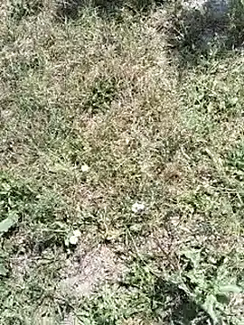 Snapshot of pegaso369 chatting on July 2026 10:21:02 AM pegaso369 online show from July 2026 10:21:02 AM