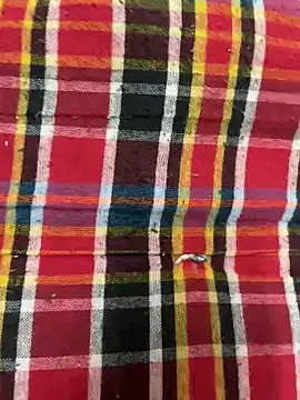 hamstar09 online show from October 2025 05:48:02 PM