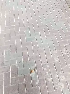 Snapshot of king_godgm chatting on November 2025 08:47:02 AM king godgm online show from November 2025 08:47:02 AM