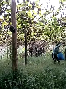 ngan-cute online show from October 2025 11:15:02 PM